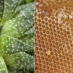 Agave vs Honey